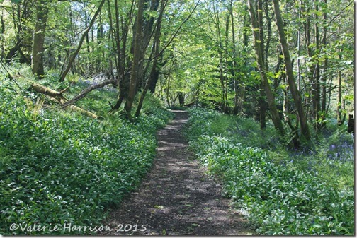 7-ramsons