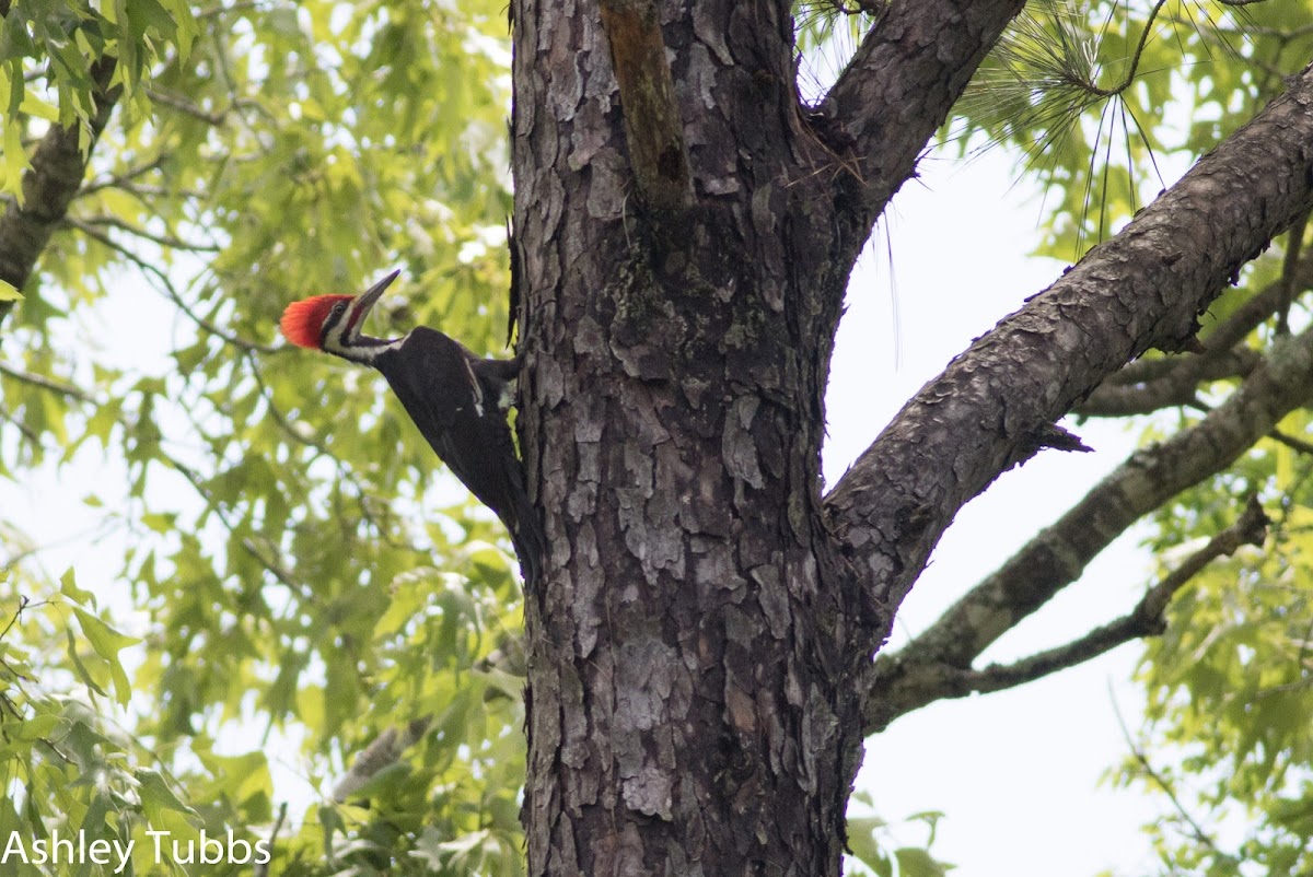 Pileated Woodpecker