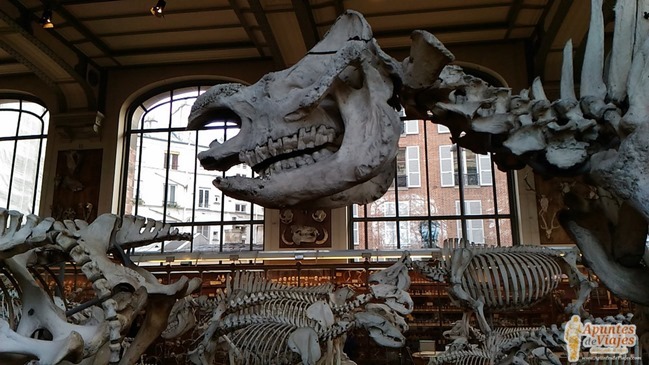 Museos Paris Historia Natural 3