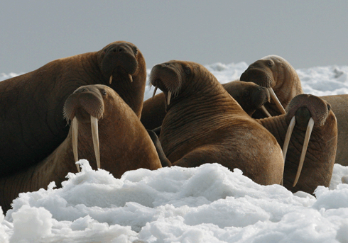 Walrus Pasifik