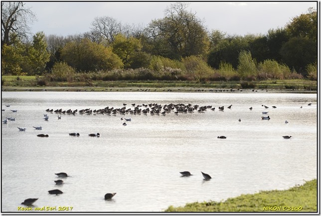 Slimbridge WWT - November