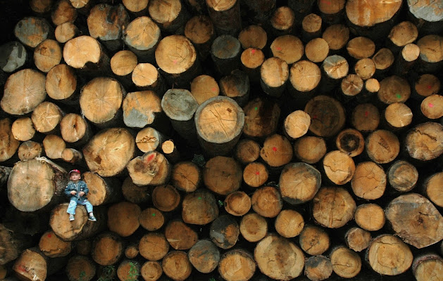 Deforestazione... di utente cancellato