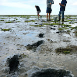 oyster harvesting on Texel in Texel, Netherlands 