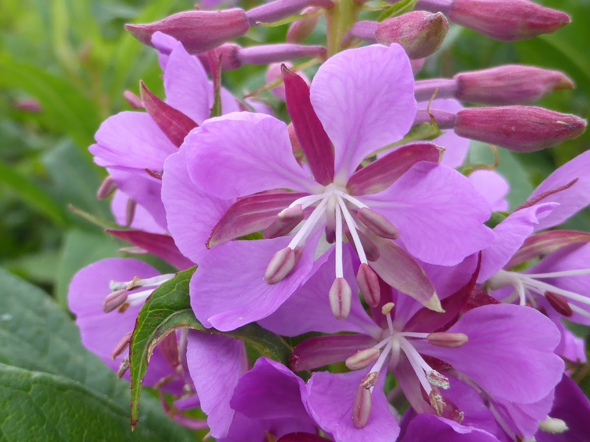 Fireweed