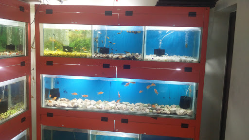 Atlantis Aquarium, No:324, 12th Street, Arulandha Ammal Nagar, Yagappa Nagar Main Road, near Don Bosco School, Thanjavur, Tamil Nadu 613007, India, Aquarium, state TN