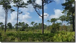 Blue sky over pines and palmettos