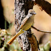 Ash-throated Flycatcher