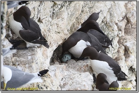 Bempton Cliffs - May