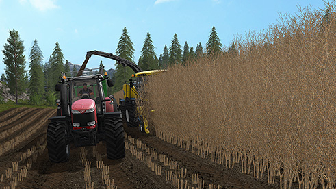 파일:external/media.farming-simulator.com/fruit-poplar1.jpg