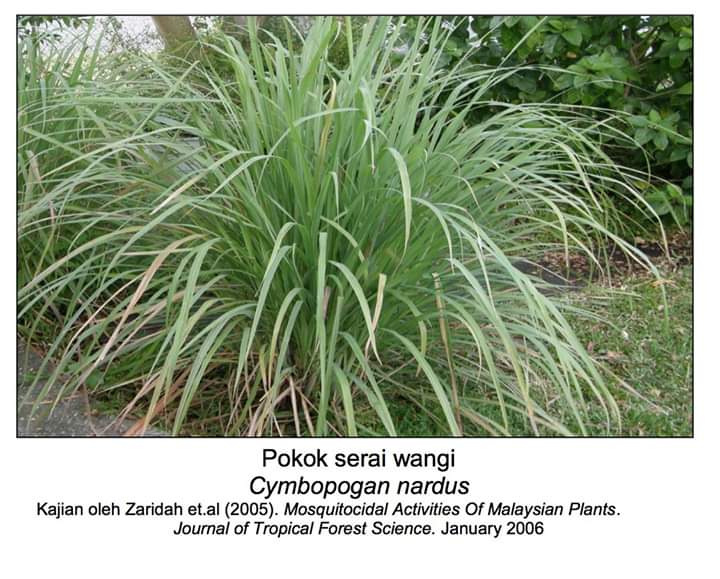 9 jenis pokok ni boleh bantu halau nyamuk! 