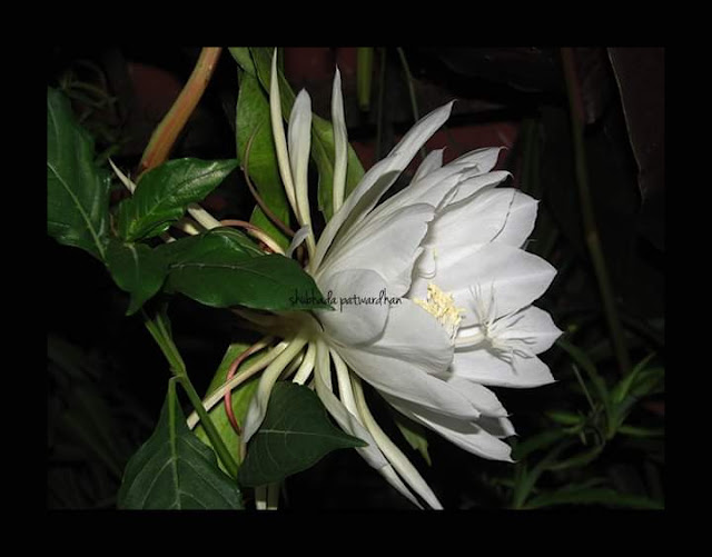 Epiphyllum oxypetalum, Orchid Cactus, Pune Maharashtra India