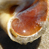 Northern Moon Snail