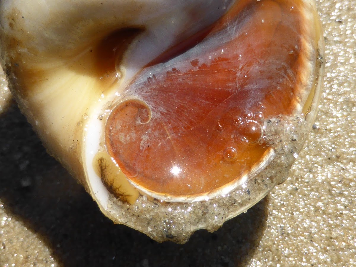 Northern Moon Snail