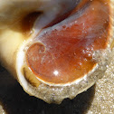 Northern Moon Snail