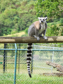 Other animal friends at the Wildlife Safari Village, like this lemur