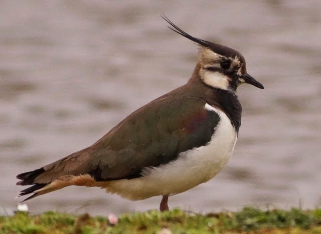 Digiscoping at Pensthorpe with Wex and Danny Porter