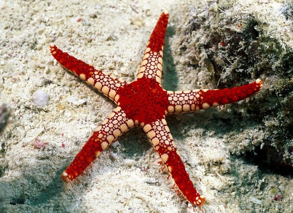 காண்பதற்கரிதான அழகு காட்சிகள் நீருக்கடியில்! Under_Water_Photography_10