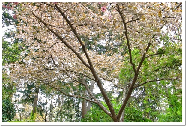 160410_Victoria_UVic_FinnertyGardens_0071_Prunus-serrulata-Shirofugen