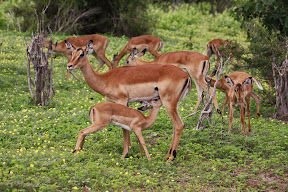 Impala Female and Nursing Baby, Zambia