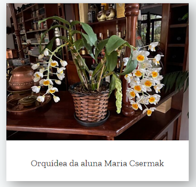 orquídeas, como cuidar de orquídeas, orquídeas vanda, negocio próprio, renda extra, trabalhar em casa, dinheiro extra, liberdade financeira, curso de orquídeas, orquidários