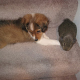 Copper and Sammy