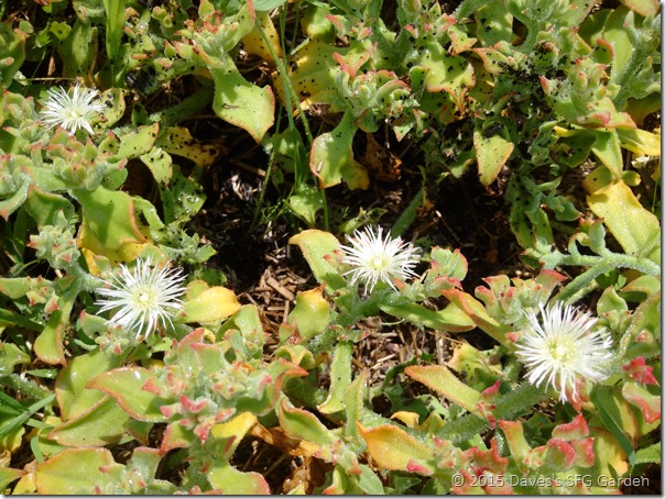 Ice_plant_flowers