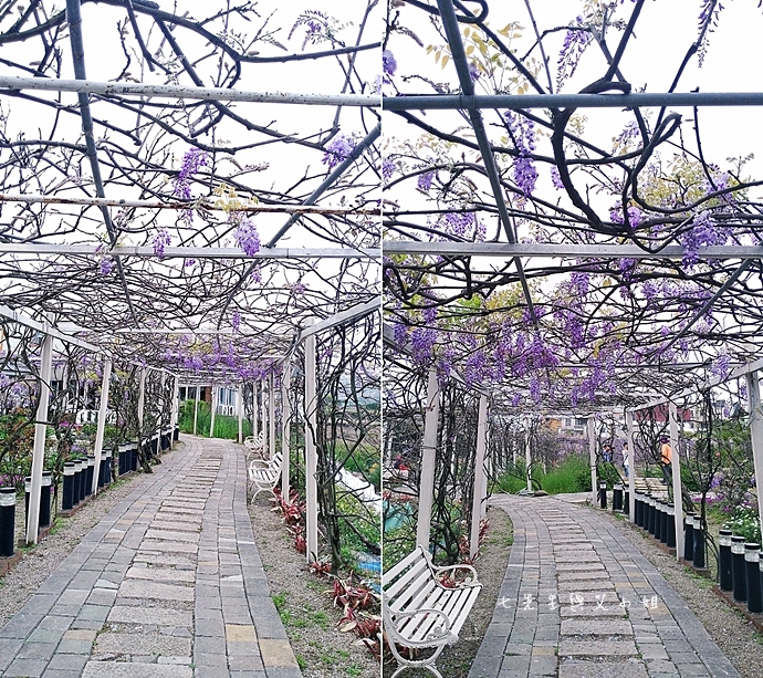 2 紫藤咖啡園 2014