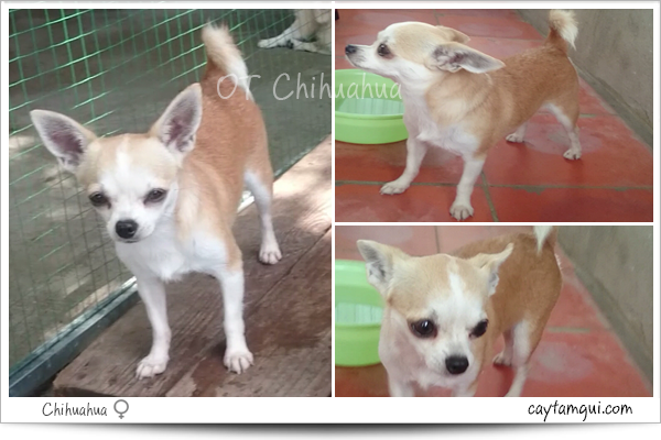 chihuahua thuần chủng chihuahua thuần chủng