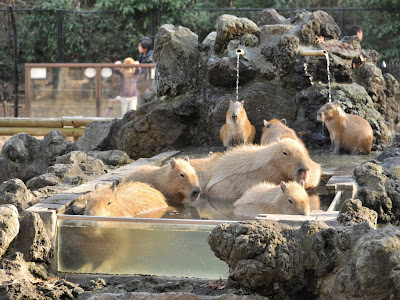 上 温泉 に 入る 動物 360596-犬と入れる 日帰り 温泉 関西
