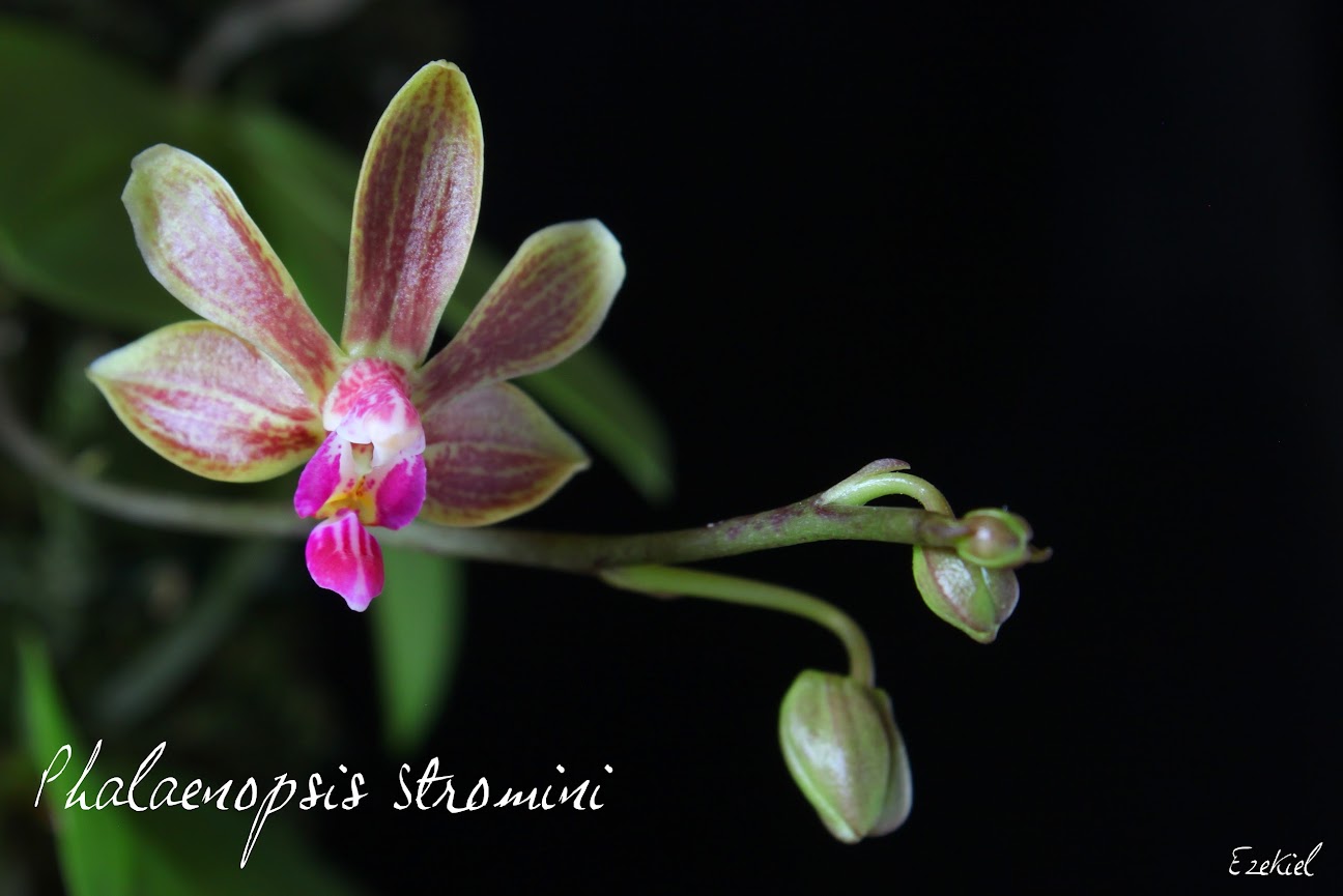 Phalaenopsis Stromini (stobartiana x finleyi) IMG_6671