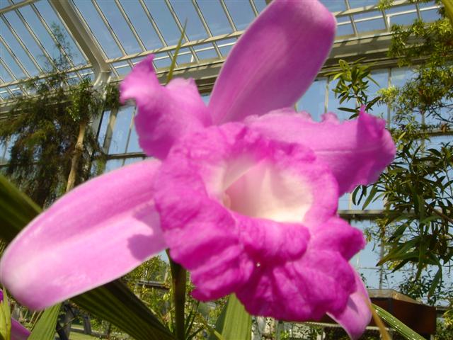 Sobralia (Собралия) выращивание в комнатной культуре Sobralia%252520macrantha%2525201