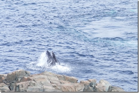 nl_bonavista_cape_d3_19 - Copy