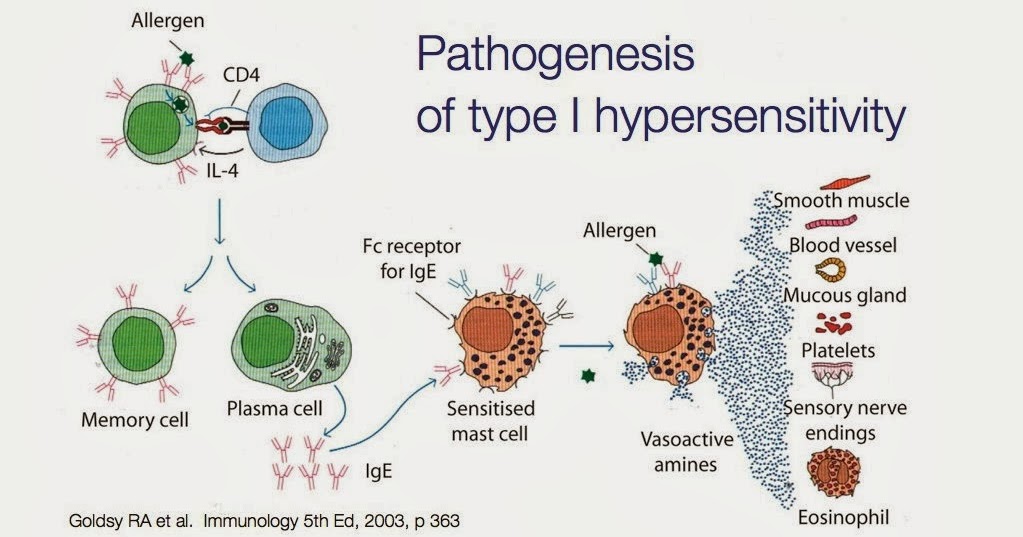 過敏反應hypersensitivity 小小整理網站 Smallcollation