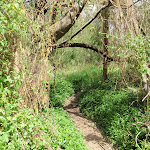 Bush covered in weeds beside track (78025)