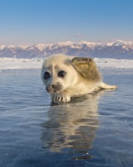 Seal Pup Wave