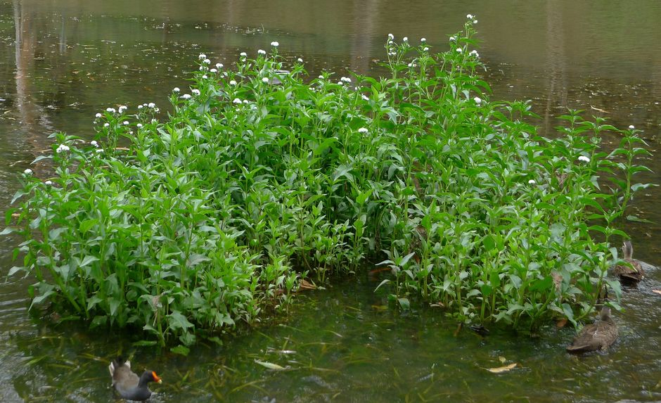 Гимнокоронис спилантовидный (Гигрофила фальшивая) (Gymnocoronis spilanthoides)