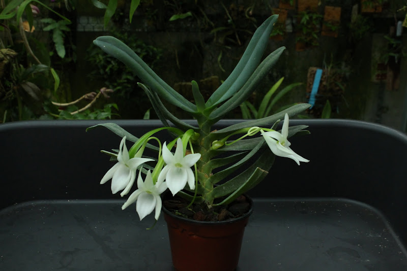 Angraecum compactum IMG_6719