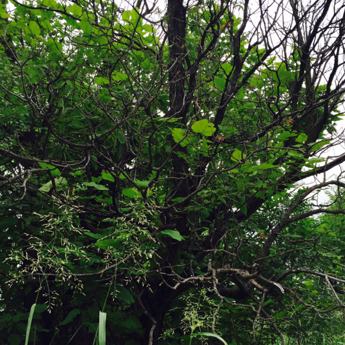 Northern catalpa