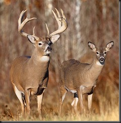 whitetail-deer-sighting in Corralvill Iowa