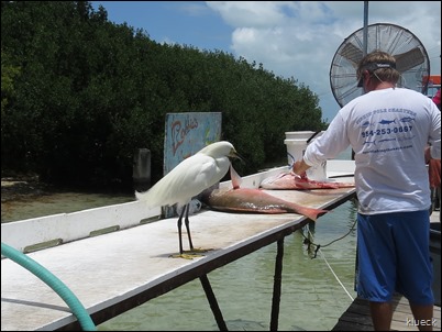 Tarpon feeding at Robbies