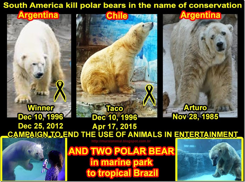 kill_polar_bear