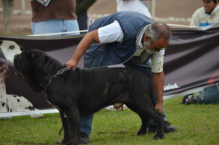 8° MATCH + CLUB DEL MASTINO NAPOLETANO DEL PERU + FOTOS DSC_3570