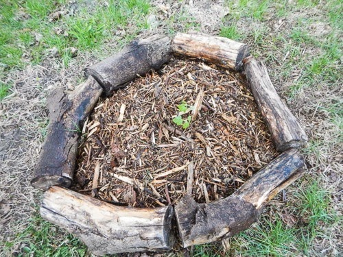 Planting a Gooseberry