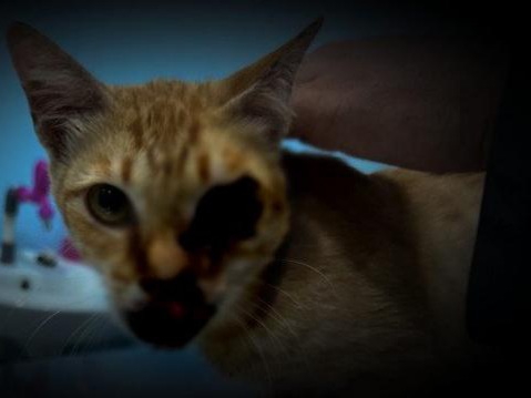 Mabes: Brigjen NA Tembaki Kucing-kucing di Sesko TNI Bandung