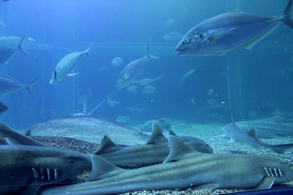 top attractions in osaka, things to do and see in osaka, osaka aquarium, deep sea fish, 