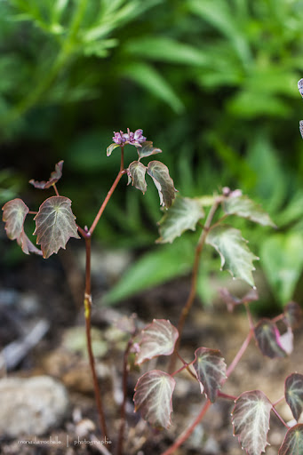 Thalictrum Evening Star Thalictrum-evening-star-130603-71rm