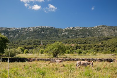 Esel auf der Insel Hvar