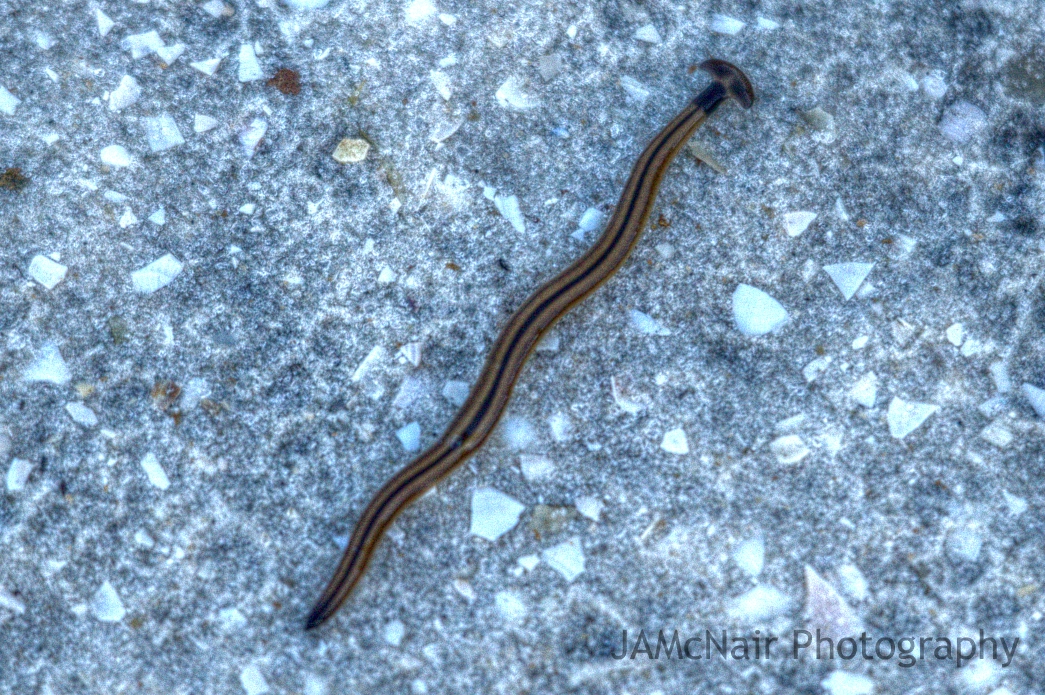 Arrowhead Worm