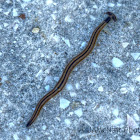 Arrowhead Worm