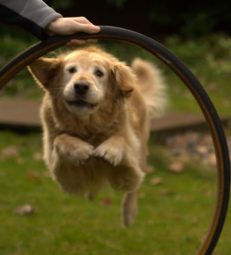 dog-training photo:how to train your pet 